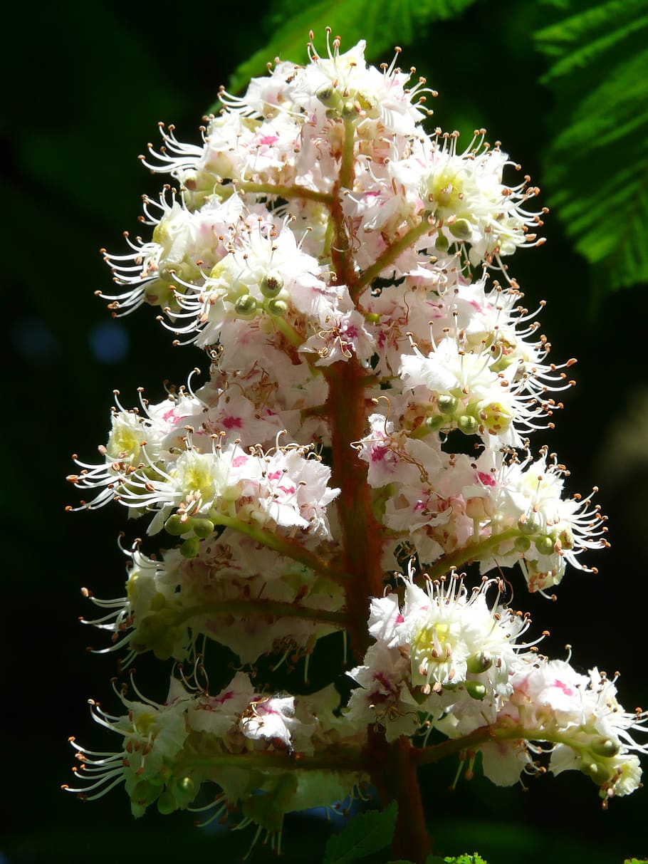 inflorescence, blossom, bloom, white, close up, macro, ordinary rosskastanie, chestnut, flowers, tree
