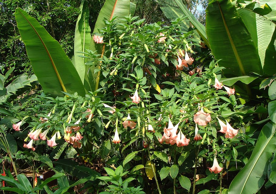 tree datura, angel's trumpet, peruvian trumpets, brugmansia arborea, solanaceae, pink, flower, kodagu, india, plant