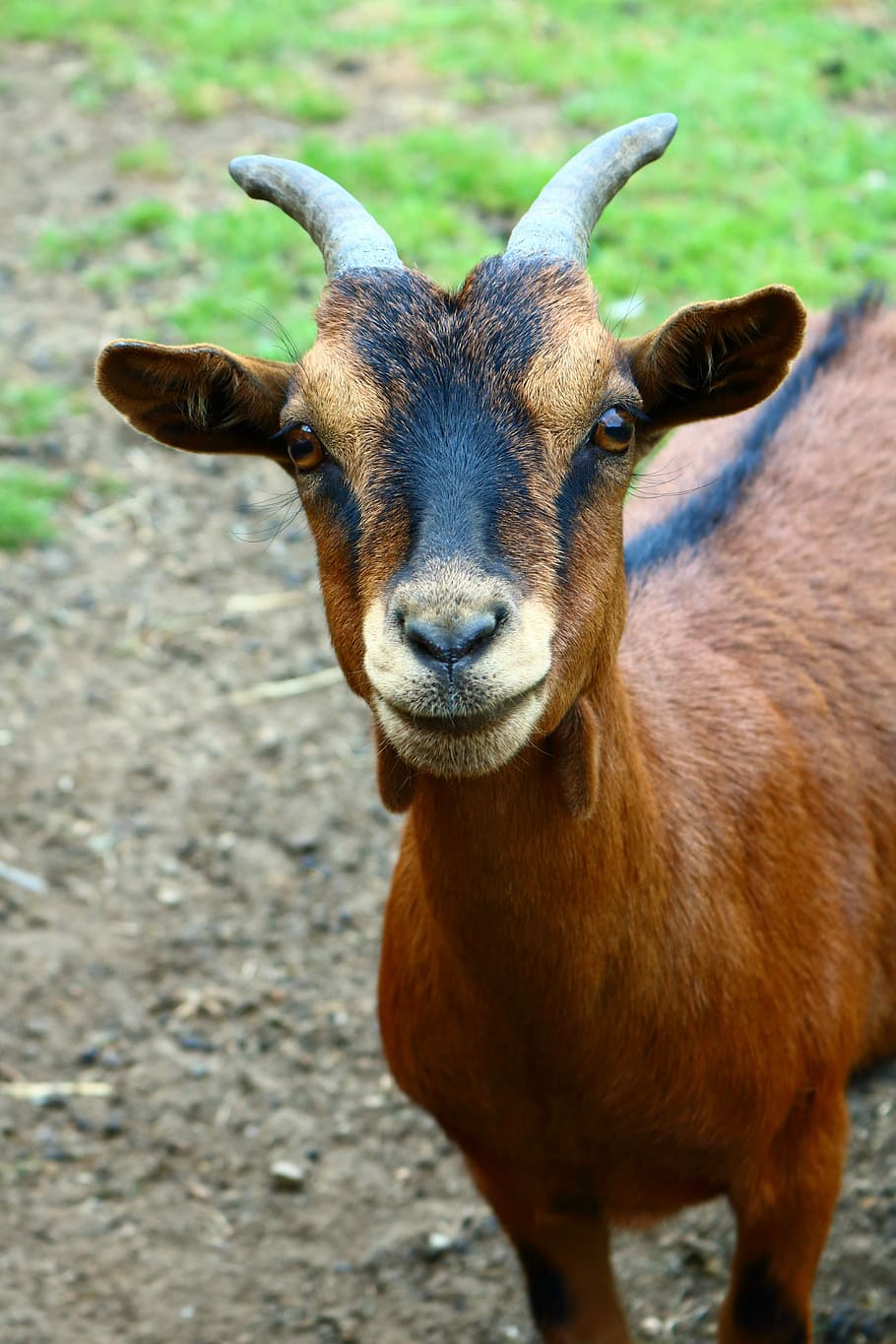 goat, animal, farm, meadow, goats, mischievous goat, geitekop, cute, horns,  head | Pxfuel