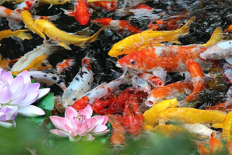 fish, pond, water, flowers, swimming, animals in the wild, animal wildlife, carp, large group of animals, animal themes