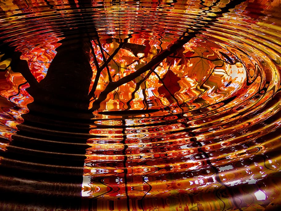 water drop photo, tree, mirroring, mirror, wave, water, leaf, leaves, brown, colorful