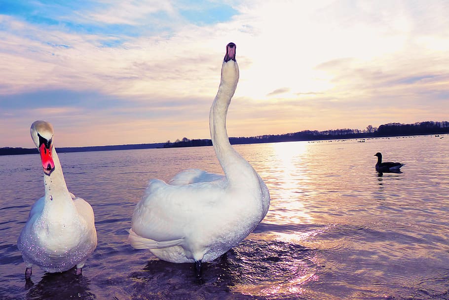 swans, para, water birds, sunrise, the wave is reflected, lake, beach, animals, nature, at the court of
