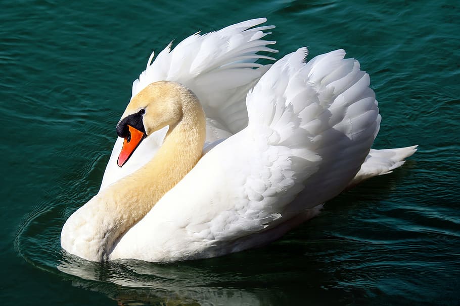 white, swan, water, daytime, water bird, animal, floats, pride, lake, schwimmvogel
