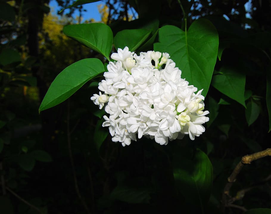 white jasmine flowers, lilac, flowers, white, ornamental shrub, common lilac, flower, bush, garden, lilac branches