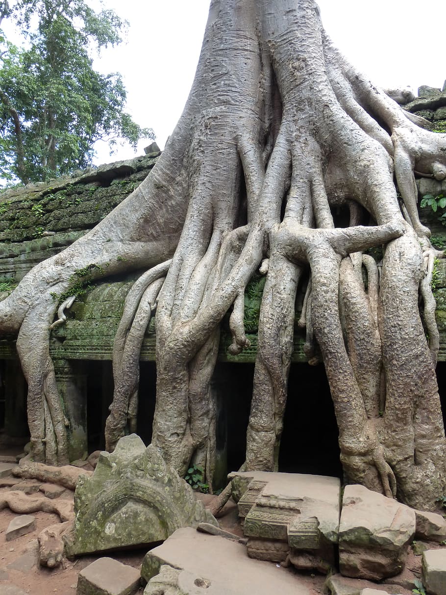 Камбоджа, Ангкор-Ват, Джунгли, Храм, дерево, корень, древний, азия, ангкор, история