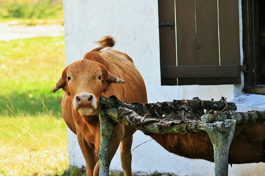 Bovine, Itch, Farm Animal, Animal, Farm, animal, farm, red, brown, scratching, rubbing