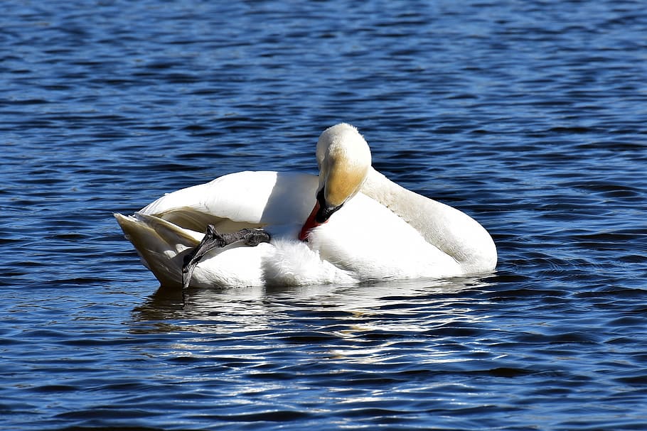 swan, noble, animal world, water, white, nature, animal, swim, white swan, water bird