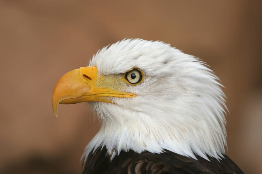 selective, focus photography, bald, eagle, white tailed eagle, adler, raptor, bird of prey, bald eagle, coat of arms of bird