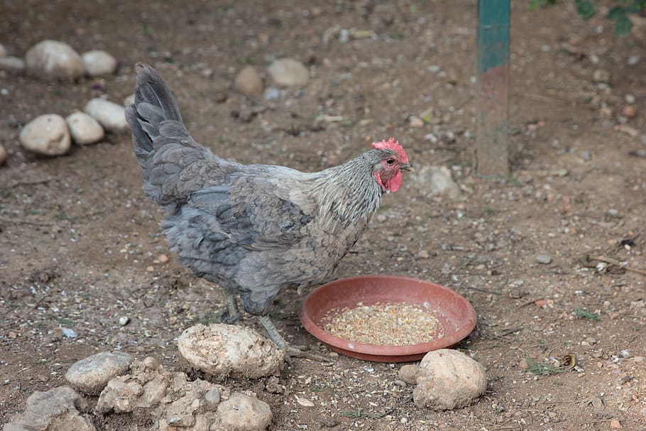 chicken, poultry, farm, animal, bird, hahn, cute, pets, chickens, winged