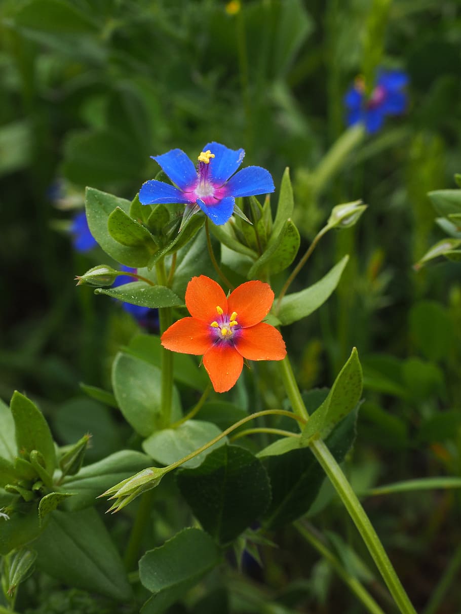 pimpinela azul, flor, florecer, azul, gota de agua, anagallis foemina, anagallis, myrsinengewaechs, myrsinoideae, primrose invernadero
