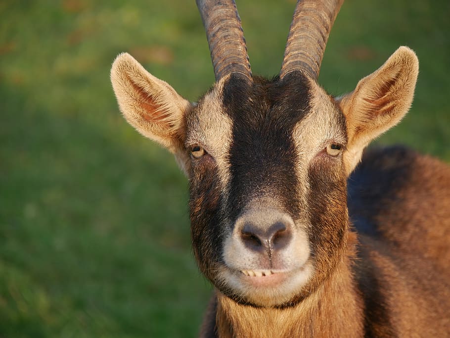 goat, brown, animal, nature, billy goat, mammal, creature, horns, livestock, animal world