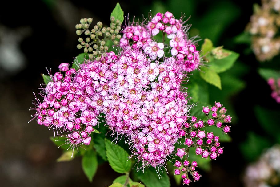 flowers, bloom, blossom, pink, white, spring, tiny, nature, plant, blooming