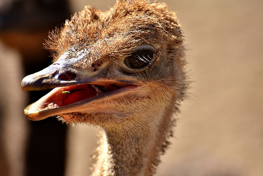 bouquet, ostrich farm, cute, bird, poultry, feather, young animal, wildlife photography, animal, ostrich head