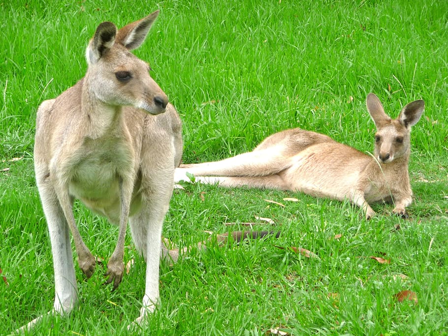 two, brown, standing, green, grass, Kangaroos, Animal, Kangaroo, Hop, australia