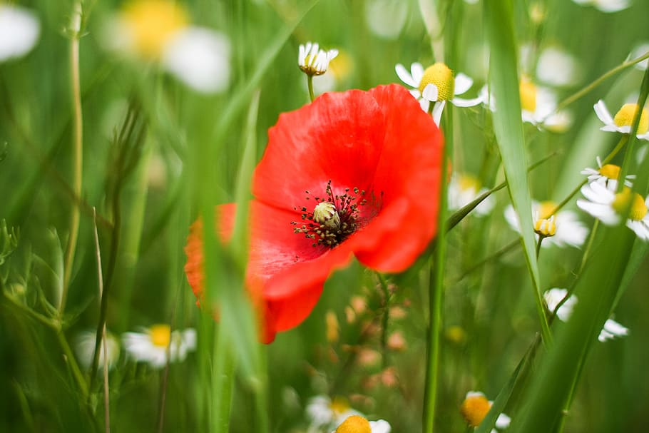 red weed detail, Red Weed, Detail, grass, green, poppy, nature, flower, red, plant