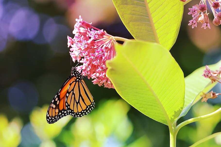 a monarch butterfly, insect, milkweed, nature, animal, wings, transformation, colorful, flower, wildlife