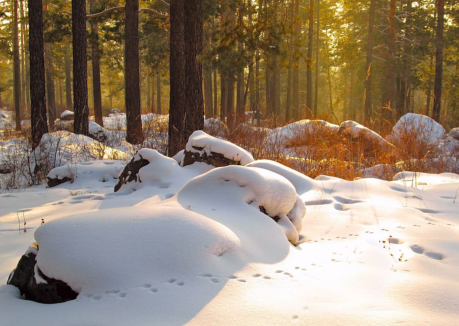 雪原の写真, 自然, 冬, 雪, 風景, 木, 寒さ, 森, 雪の吹きだまり, 日没