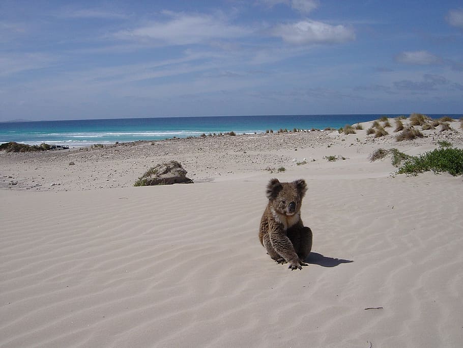 brown, koala, bear, sitting, sand, overlooking, beach, daytime, alone, animal