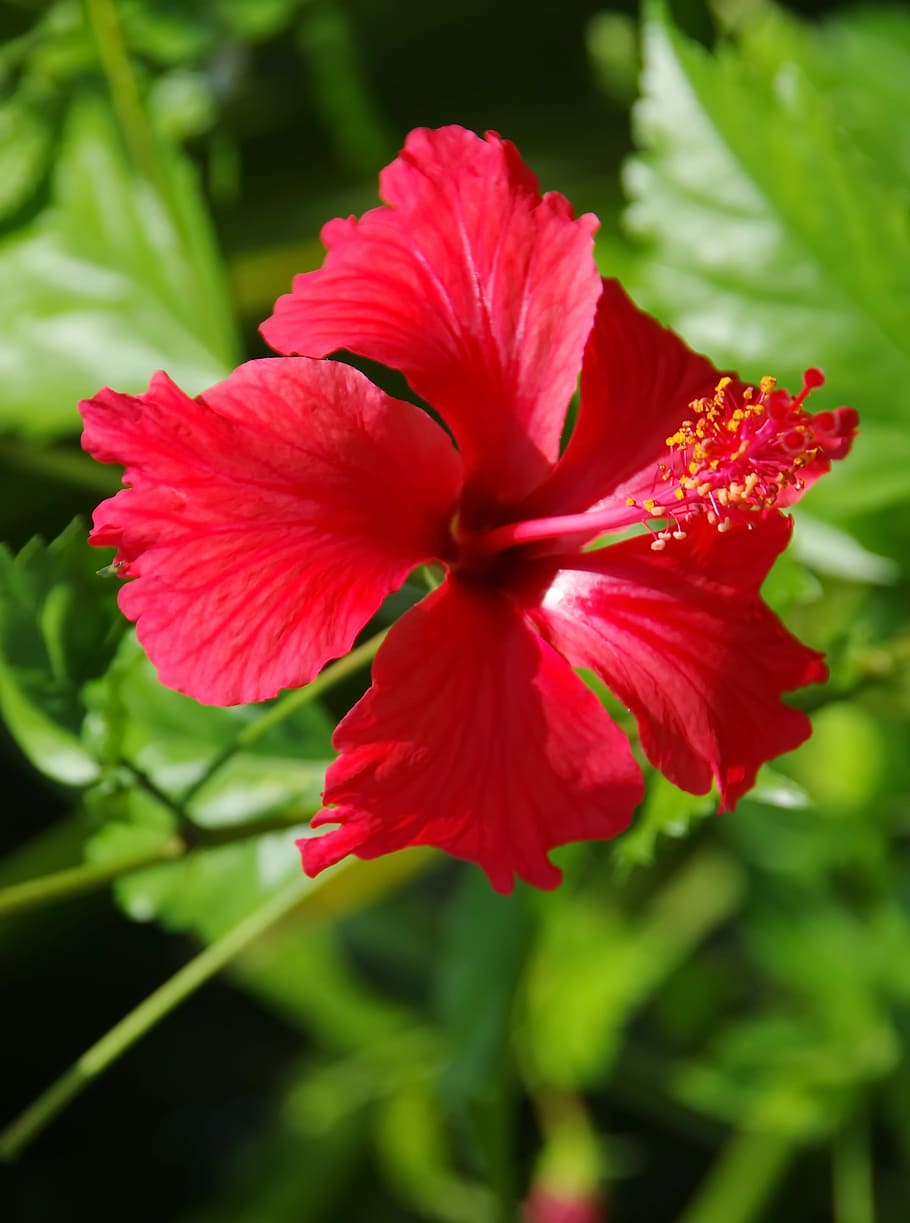 hibiscus, red, red flower, pistil, nature, plant, flower, garden, leaf, foliage