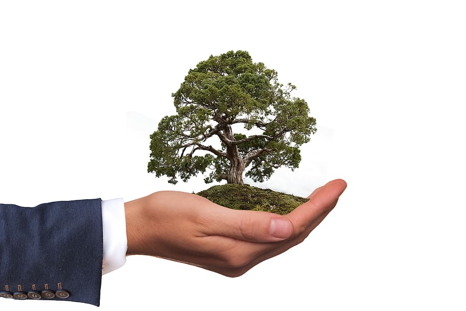 orang, memegang, pohon, patung hidup, lingkungan, alam, konservasi alam, tangan, menjaga, bonsai