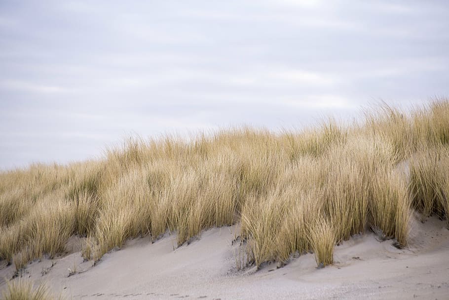 brown, grass, daytime, dunes, kijkduin, netherlands, marram grass, sand, clouds, beach