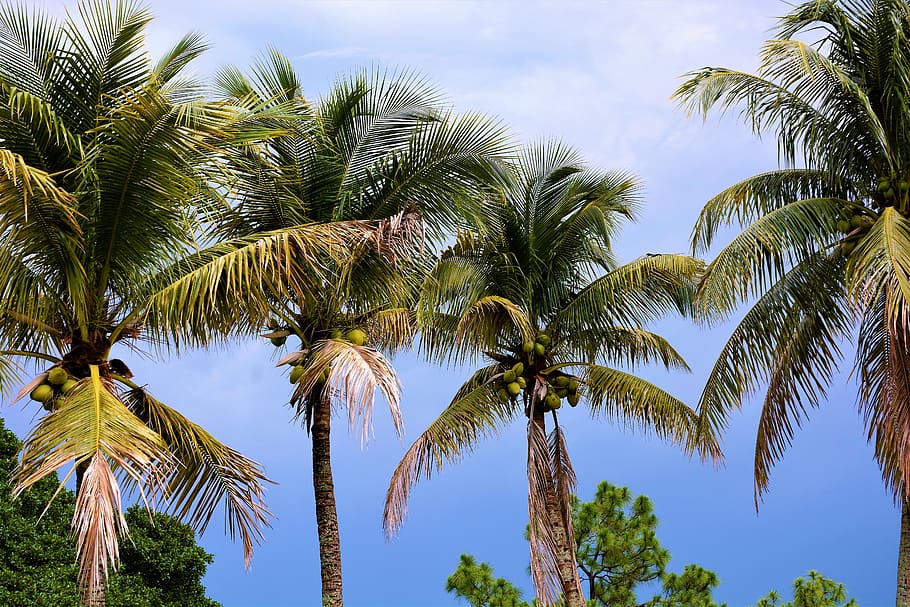 palm trees, coconut trees, coconuts, palms, trees, leaves, palm fronds, blue sky, summer, nature