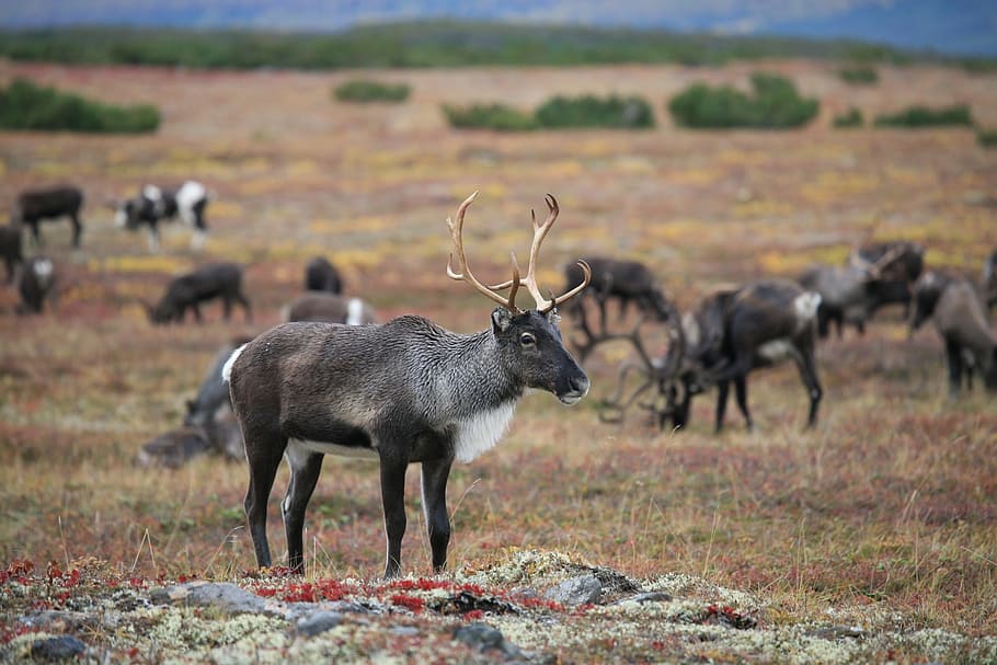 herd of deer, reindeer, the herd, pasture, the horn of africa, hoof, animal, ungulates, autumn, moss