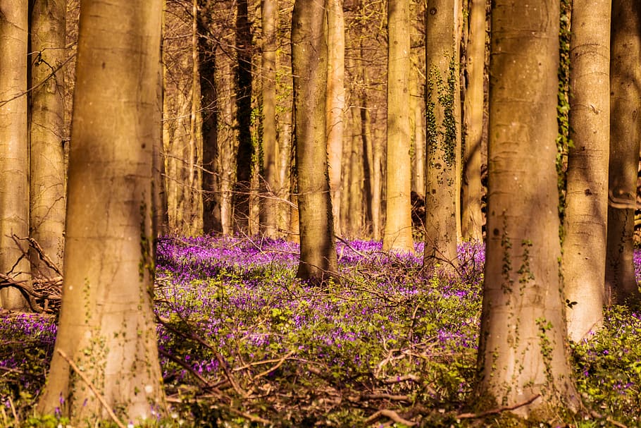 Bluebells, Woodland, Springtime, Flowers, trees, outdoors, purple, sunny, floral, uk