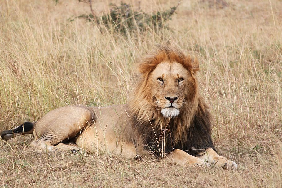 lion, safari, africa, wild, wildlife, animal, nature, cat, mammal, predator
