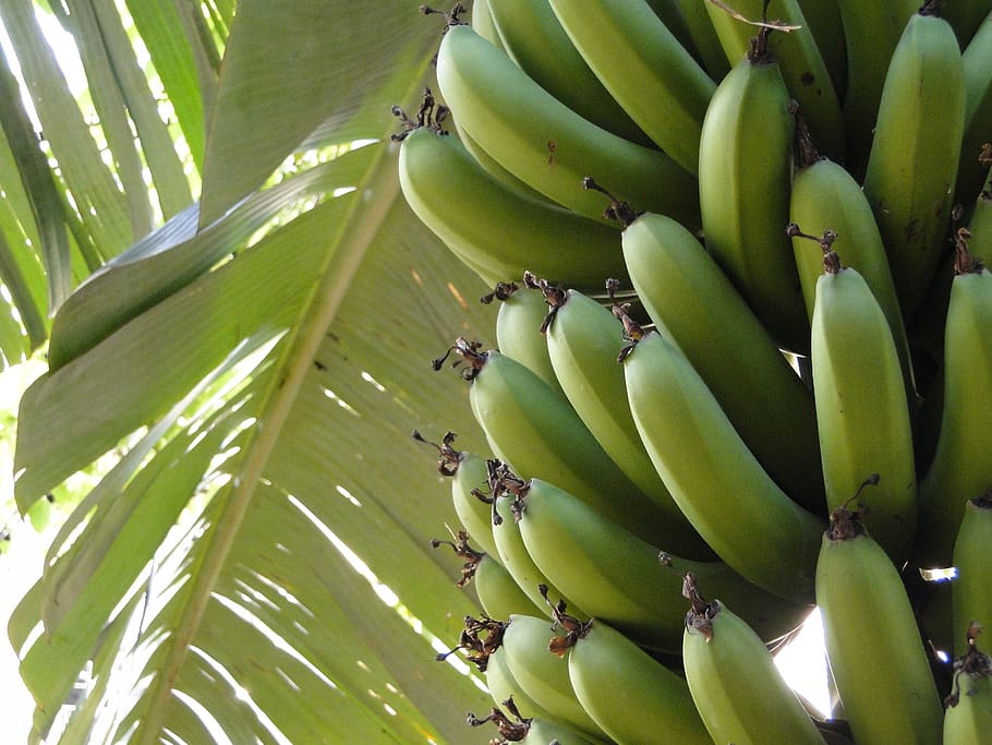 banana, planta, fruta, tropical, cor verde, alimentação saudável, plantar, crescimento, árvore, frescura