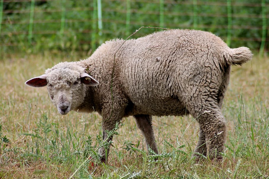 sheep, lamb, pasture, wool, soccer, animals, nature, animal themes, animal, mammal