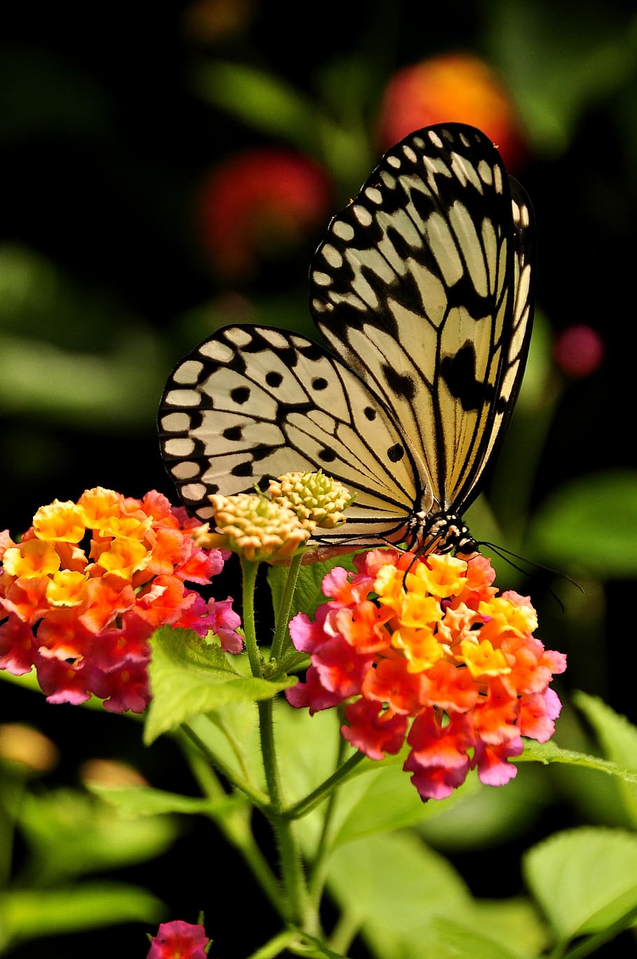 kertas layang-layang kupu-kupu, oranye, bunga petaled, kupu-kupu nymph pohon, serangga, kupu-kupu, alam, putih, ide, leuconoe