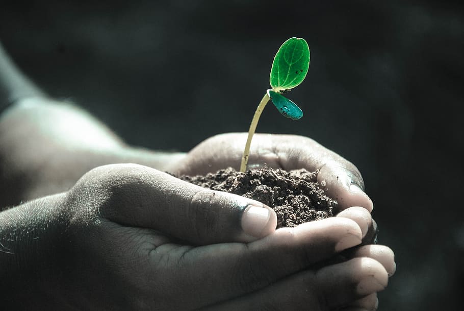 persona plantar árboles, manos, macro, planta, suelo, mano humana, mano, parte del cuerpo humano, tenencia, crecimiento