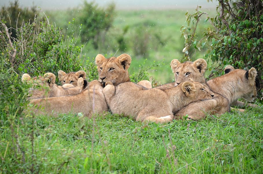 kebanggaan, singa, Kebanggaan Singa, Kenya, foto, rumput, domain publik, margasatwa, singa - Kucing, singa betina