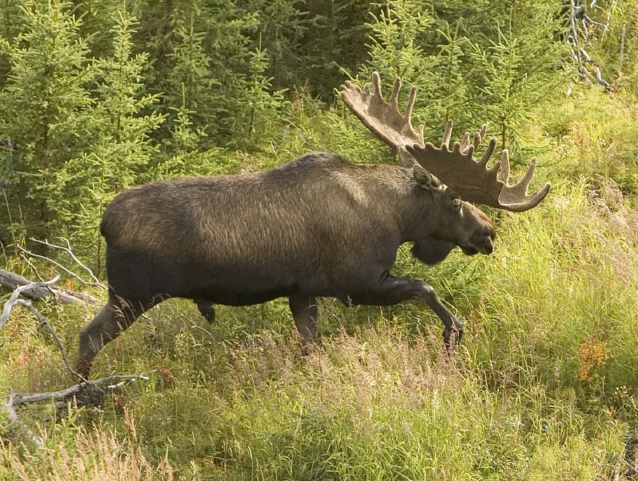 moose, bull, wildlife, nature, mammal, big, fur, herbivore, outdoors, wild