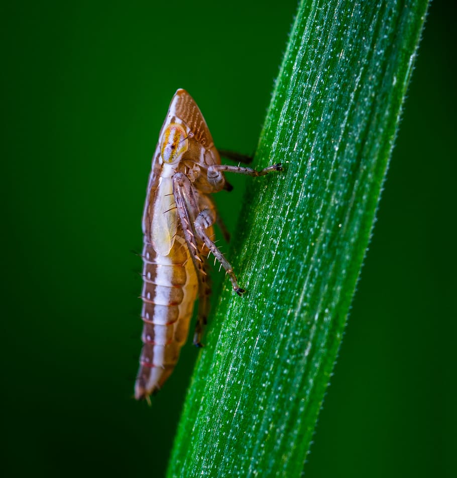 macro, insect, bespozvonochnoe, for ordinary high rot leafhopper, blade of grass, invertebrate, animal themes, animal wildlife, animal, one animal