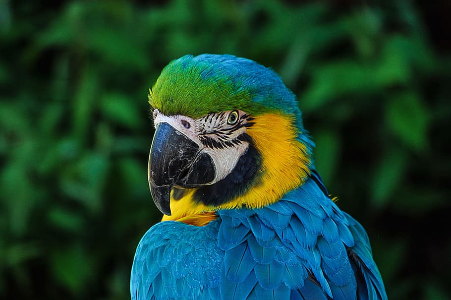 focus photography blue-and-yellow macaw, parrot, colorful, plumage, portrait, blue, zoo, head, ara, bird