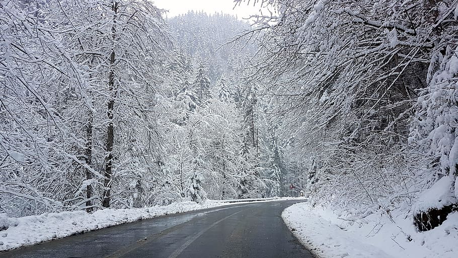 montaña, camino, invierno, bosque, nieve, frío, helada, rumania, árbol, planta