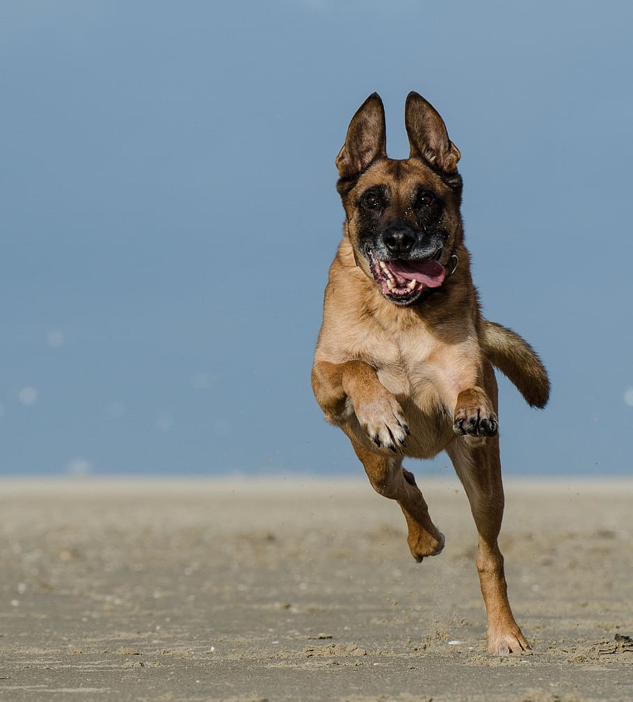 Belgian Shepherd Dog, Malinois, running dog, schäfer dog, attention, beach, expression, male, animal, pet