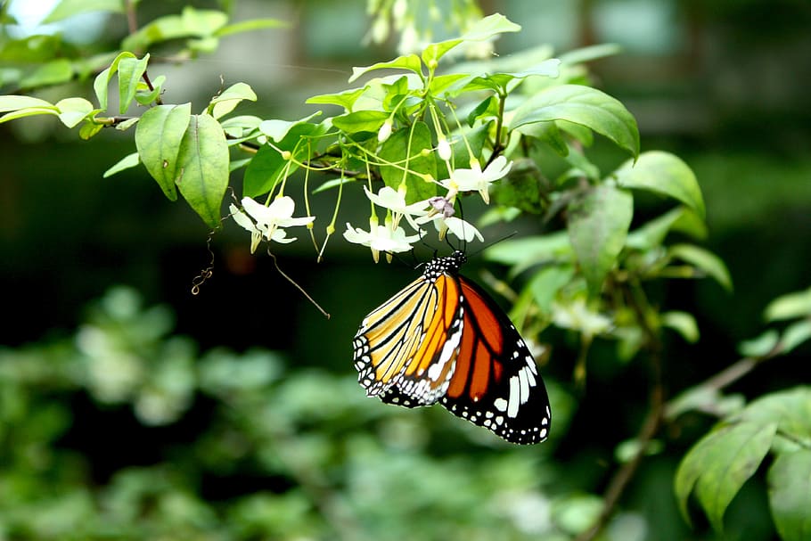 蝶 花 自然 オレンジ 蝶 昆虫 動物野生動物 動物のテーマ 無脊椎動物 昆虫 動物の翼 Pxfuel