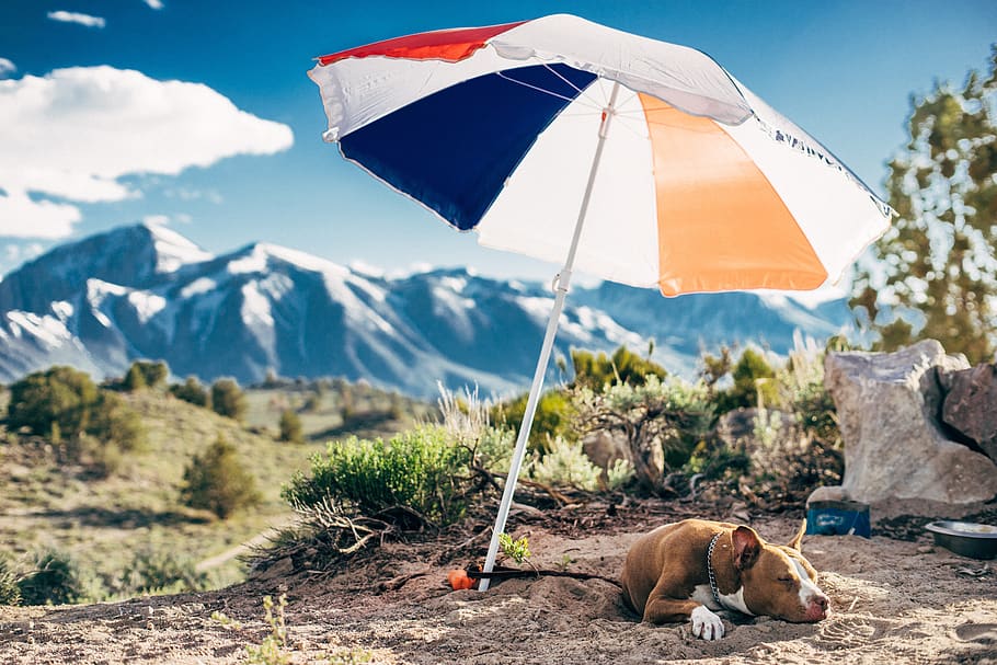 umbrella, dog, animal, pet, outdoor, highland, landscape, mountain, view, animal themes
