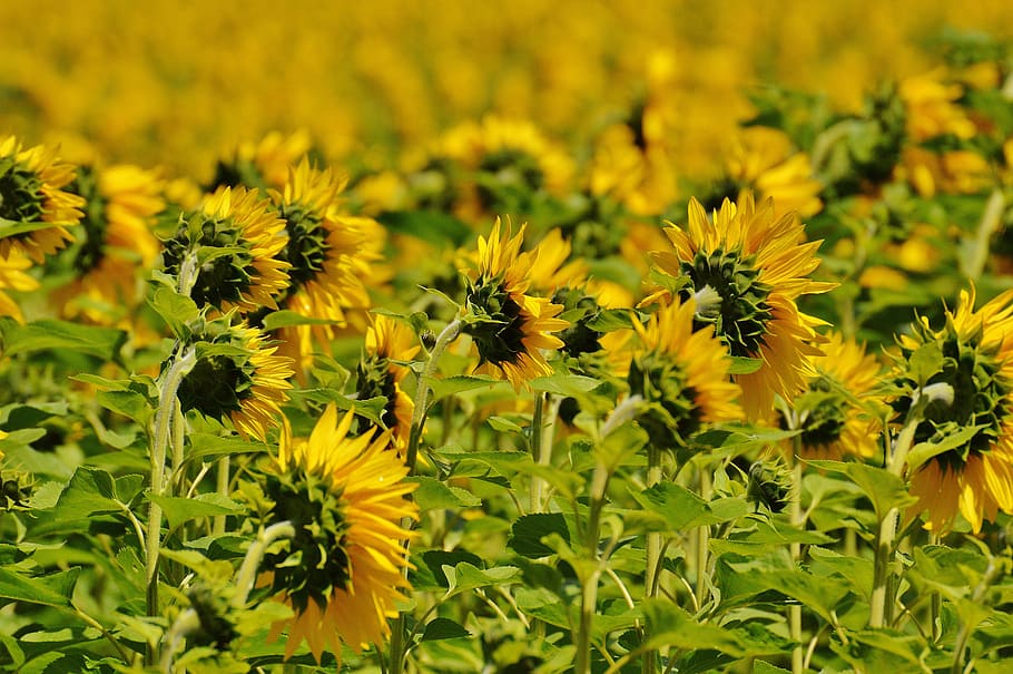 bunga matahari, bidang, dari belakang, musim panas, taman, mekar, kuning, serangga, helianthus, alam