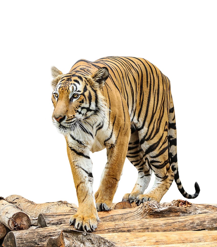 animal, tiger, fur, wild, wildlife, wild animals, white tiger, safari, zoo, hunting