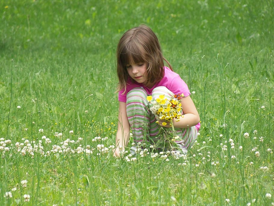 foto, menina, colheita, flores, campo, colheita de flores, criança, bonita, pessoa, pouco