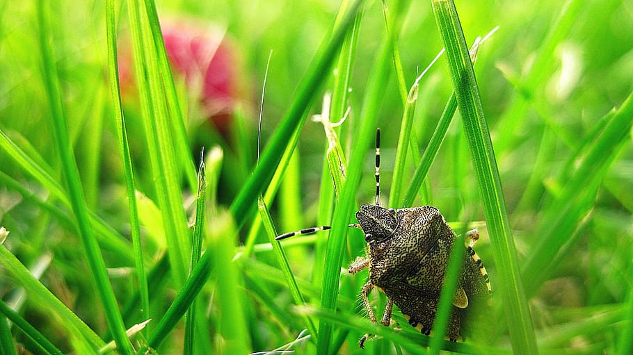 Stink Bug, Rumput, Serangga, Hewan, kumbang, taman, alam, hijau, satu hewan, warna hijau