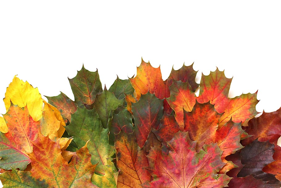 maple leaves, leaves, autumn, fall foliage, leaf, golden autumn, nature, forest, red leaves, discoloration