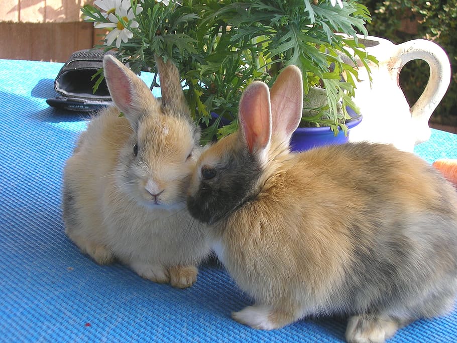 two, brown, rabbits, table, hare, pet, munchkins, couple, pair, males