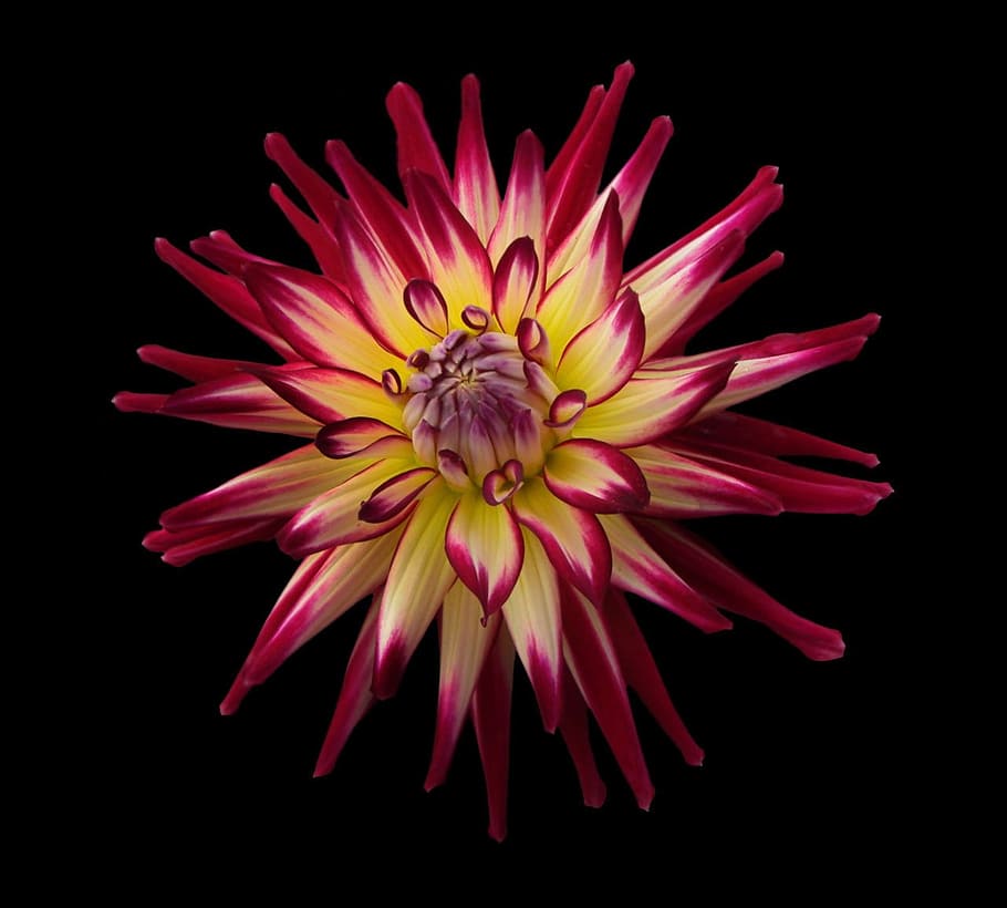 close-up photography, yellow, red, dahlia, flower, star, beautiful, unique, nature, black