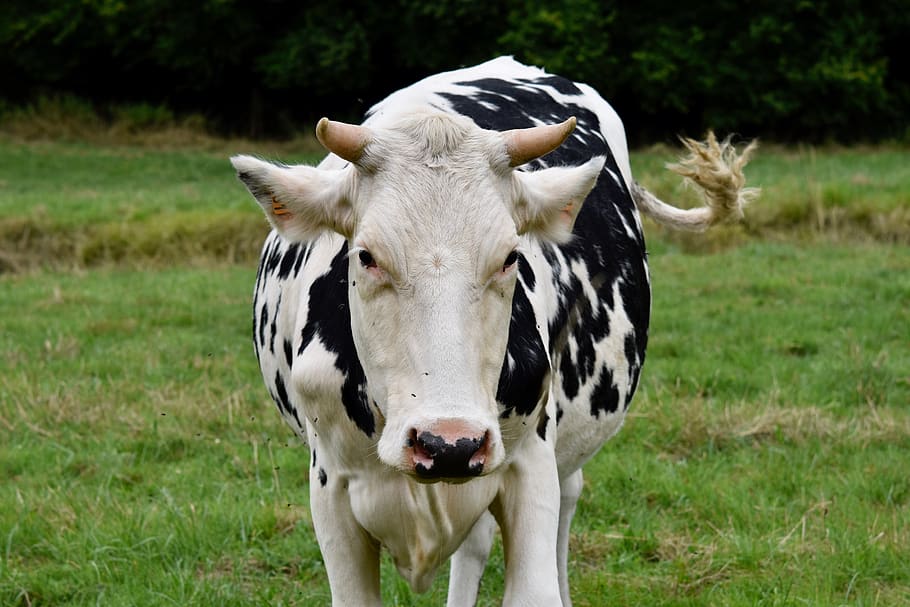 cow, cow white and black color, ruminant, herbivore, cattle, nature, animal,  horns, animal themes, mammal | Pxfuel