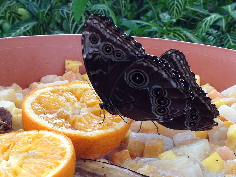 butterfly, orange, brown butterfly, wings, bug, animal, insects, nature, food, zoo